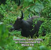 Tembadau (wild cattle) at Cpt. 60 Malua FR